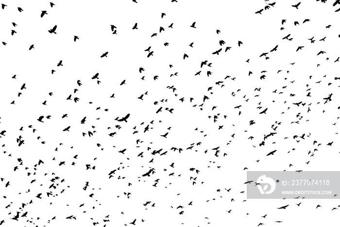 Large flock of black birds on white sky.