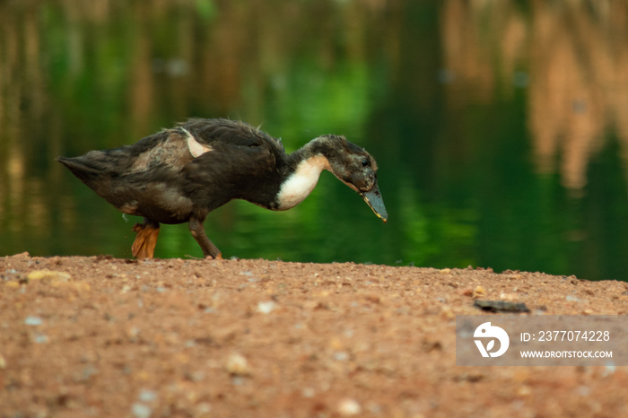 A black duck walk down the ground near a pond with bokeh background