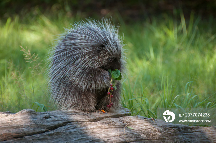 Porcupine eating berries