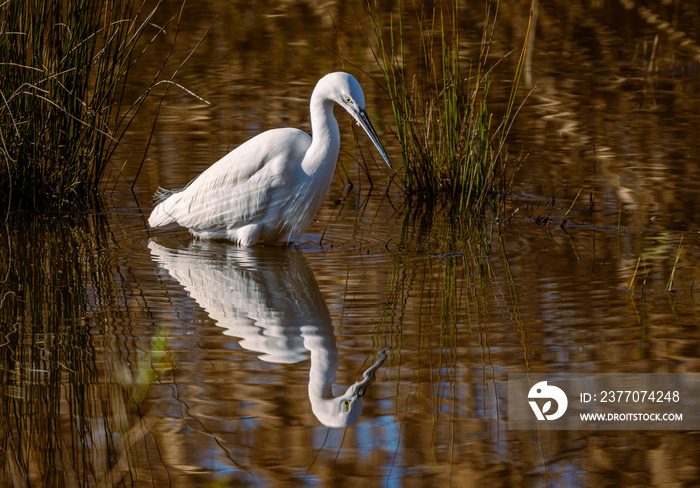 garzetta (egretta garzetta) in caccia nella palude di torre flavia