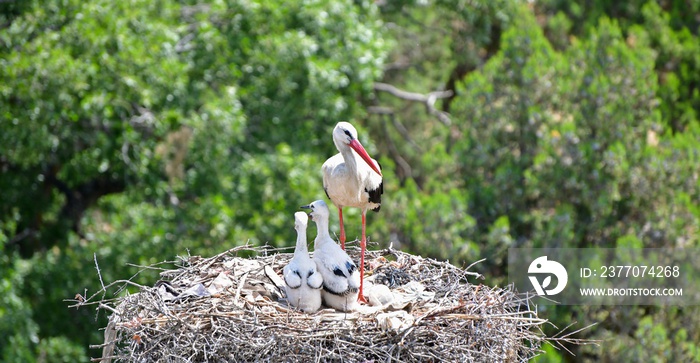 Baby Storks