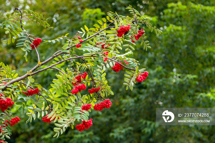 ashberry branches with berries isolated