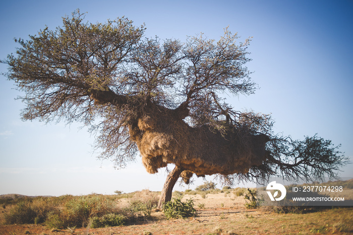 Wide angle view of a massive weaver nest in an old camel thorn tree in the kalahari region of South Africa