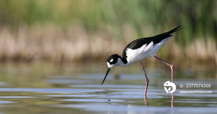 The black-necked stilt (Himantopus mexicanus) is a locally abundant shorebird of American wetlands and coastlines