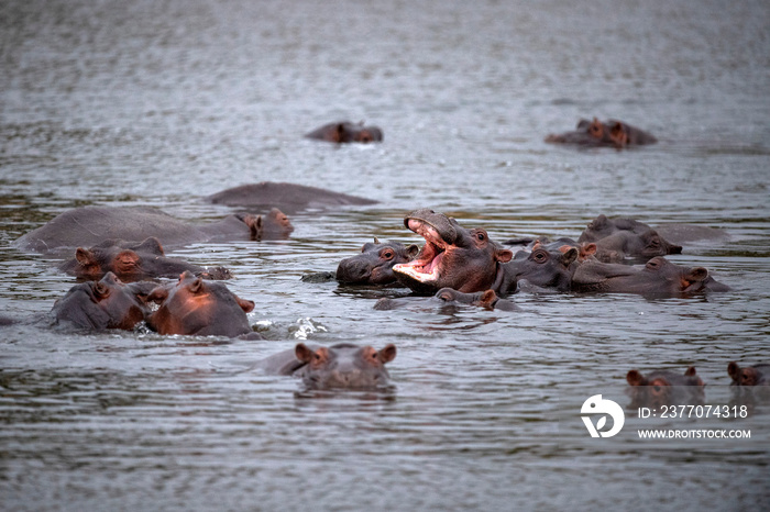 hippos fighting in kruger park south africa