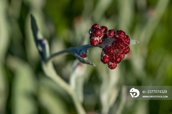 A Red Everlasting Flower in a Meadow