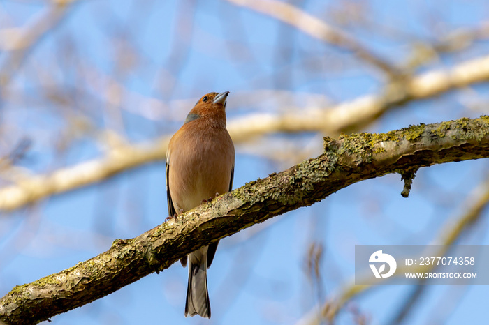 Common chaffinch or Vink in its natural habitat, A small bird perched on the branches tree with yong green leaves in spring, Widespread small passerine bird in the finch family, Living out naturally.