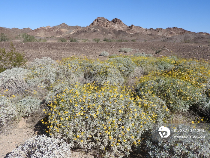 The beautiful desert scenery of the Picacho State Recreation Area in Imperial County, California.