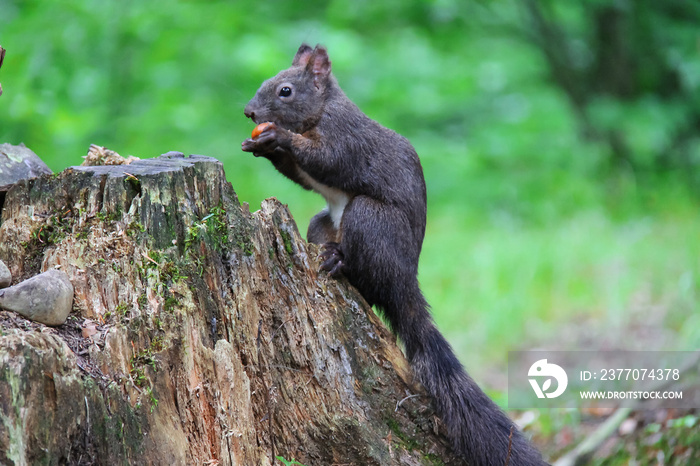 Black squirrel with nut in the city park