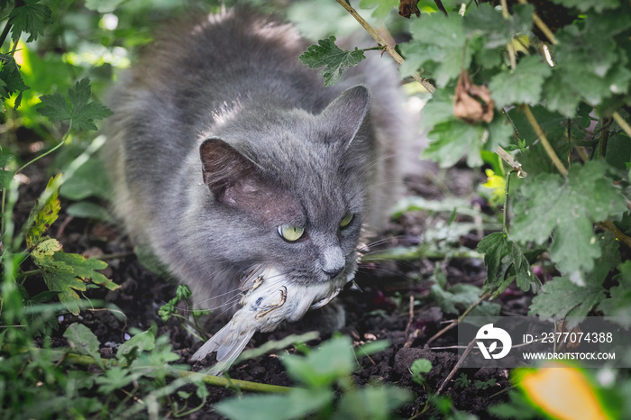 A gray fluffy cat caught a bird. Cat is a hunter_