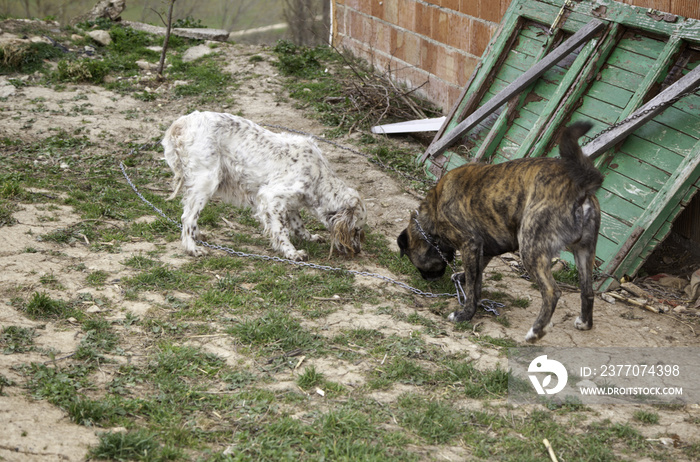 Dog tied abandoned