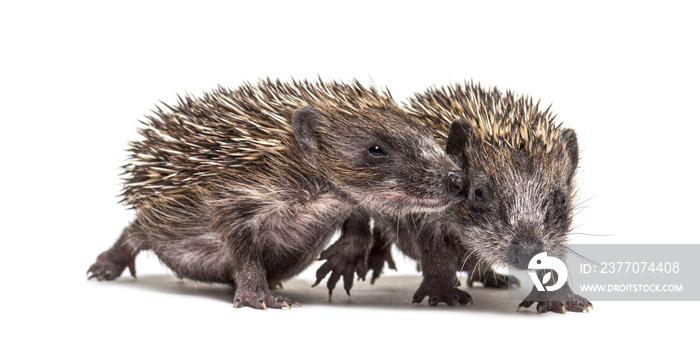 Two baby European hedgehog playing together