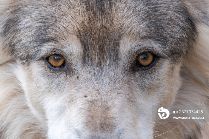 Look, portrait of a Mongolian wolf (Canis lupus chanco) in Gevaudan Park.