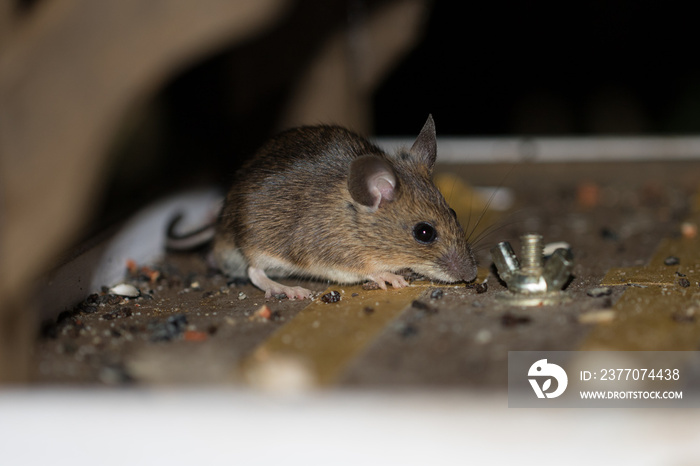 Waldmaus in einem Vogelhaus mit Meisenknödel