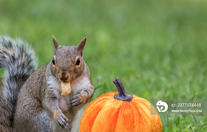 Eastern Gray Squirrel, Sciurus carolinensis, about to eat a peanut next to a pumpkin for fall