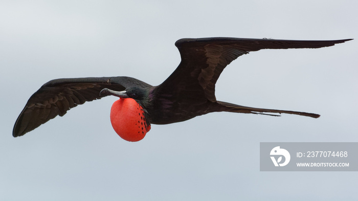 Male Magnificent frigatebird (fregata magnificens) in Galapagos Islands, Ecuador