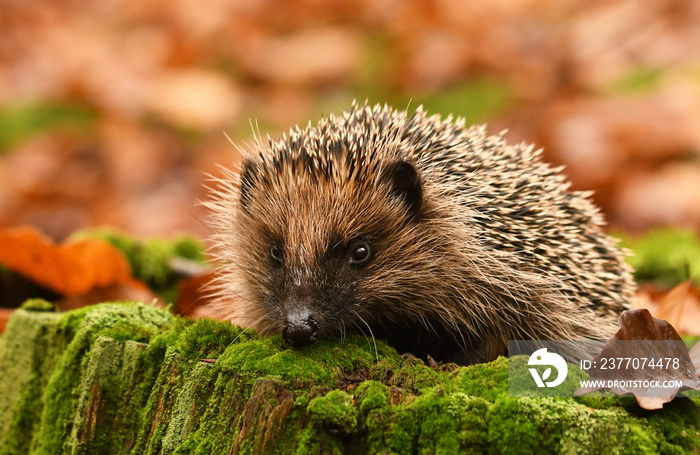 Hedgehog in autumn forest