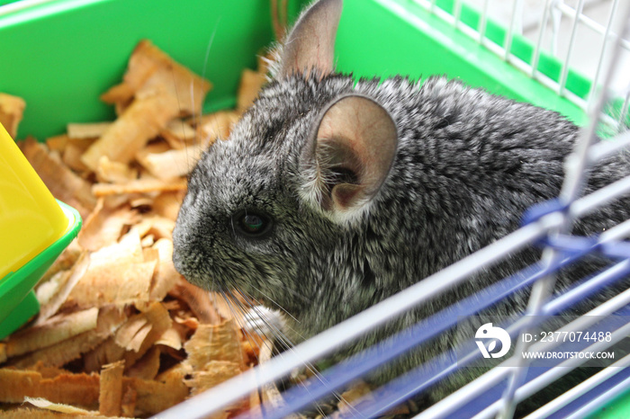 Gray chinchilla in a cage