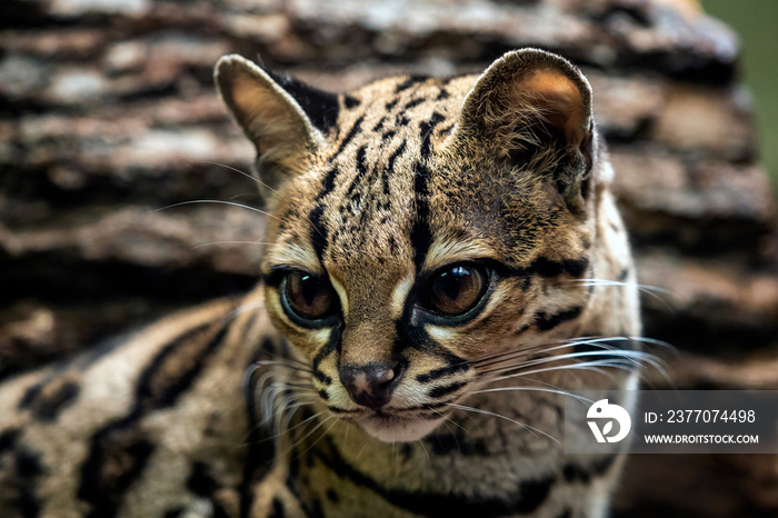 Margay, Leopardis wiedii