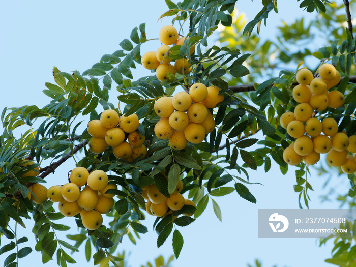 Sorbus domestica ou Cormier ou sorbier domestique, arbre fruitier sauvage au feuillage penné à folioles étroites vert et ses fruits ou cormes jaunes en forme de poire