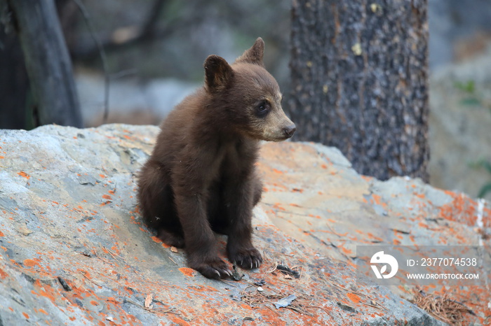 Young black bear Kanada