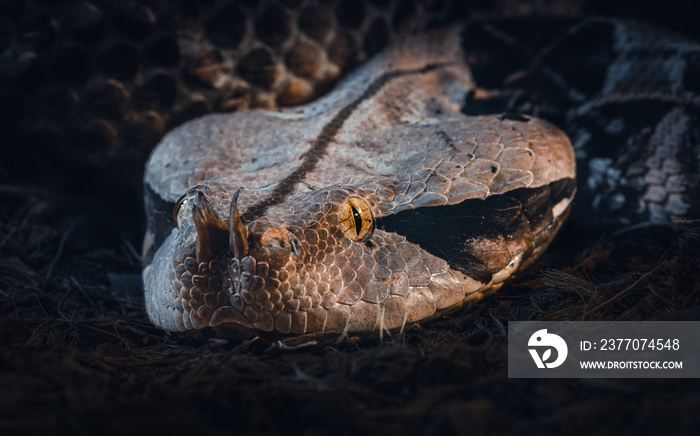 Gaboon Viper (Bitis Gabonica)