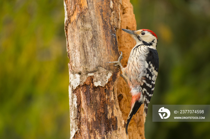 White-backed Woodpecker on the tree, Dendrocopos leucotos