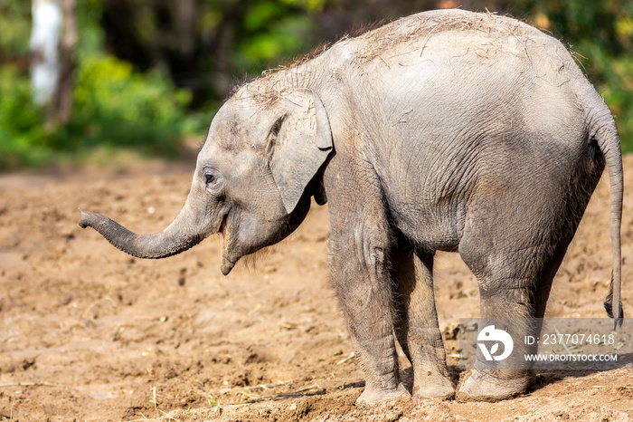 happy baby elephant walking