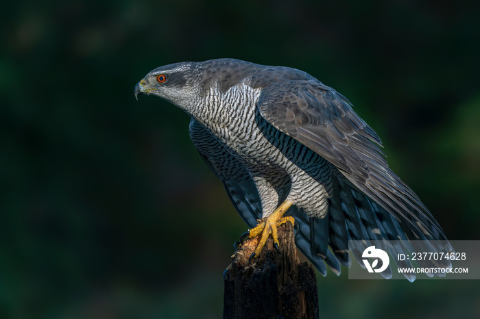 Beautiful adult of Northern Goshawk (Accipiter gentilis) on a branch with a prey in the forest of Noord Brabant in the Netherlands.