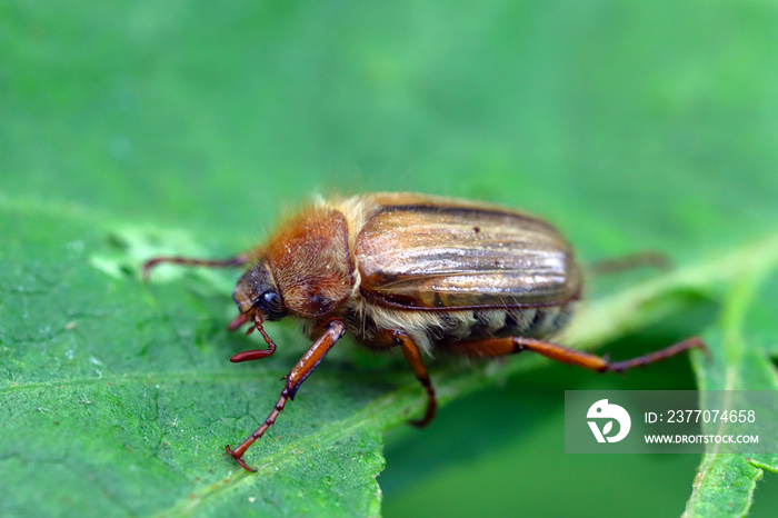 Small June Beetle Amphimallon solstitiale sitting on the damaged plant leaf.