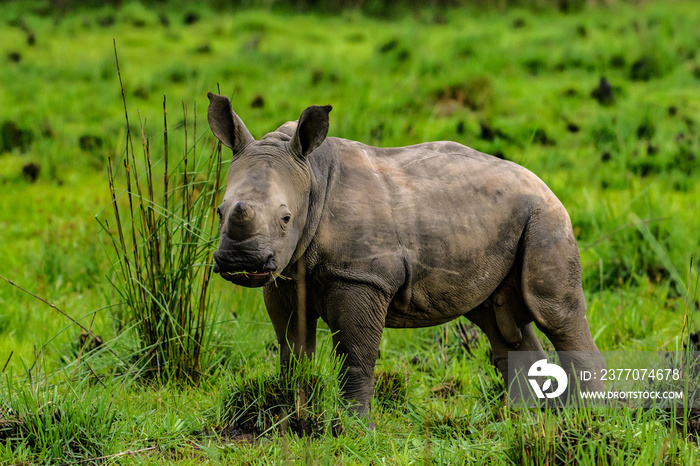 A close up photo of an endangered white rhino / rhinoceros face,horn and eye. South Africa