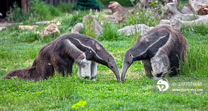 Giant anteaters. Latin name - Myrmecophaga tridactyla