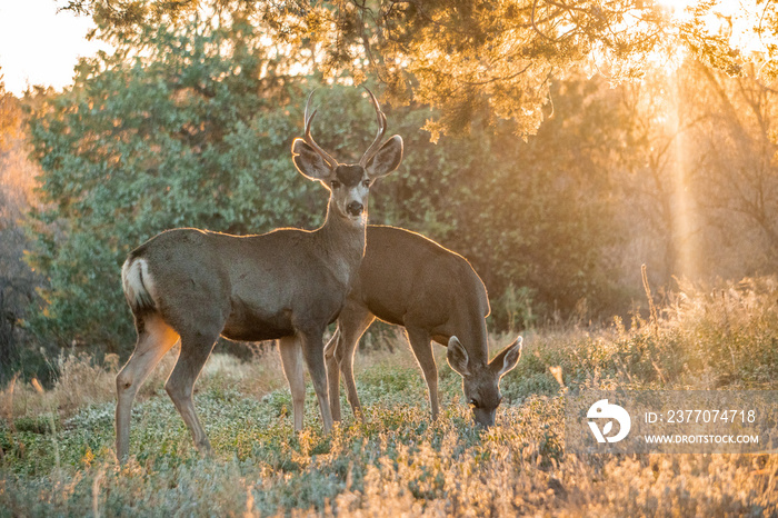 Deer in the fall