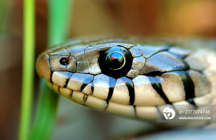 closeup of snake head