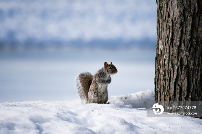 A squirrel sitting in the snow in winter