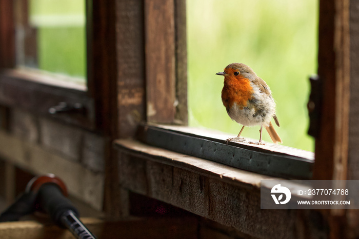 A Robin perched on a window sill of a bird hide