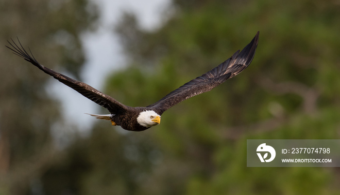 Bald Eagle