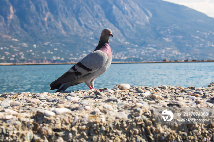 pigeon  rock pigeon dove rock dove  at beach close up