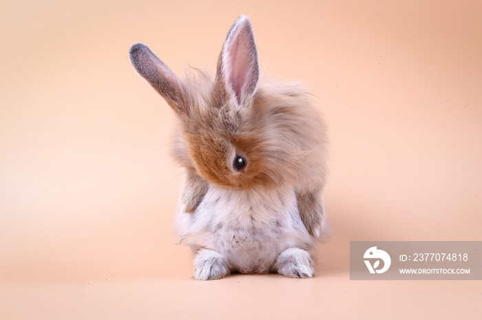 Cute little rabbit Standing on an orange background