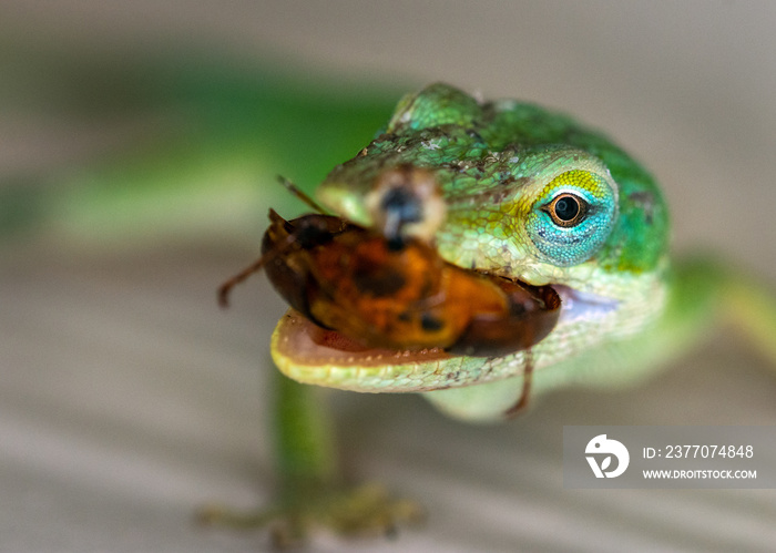 Green Anole having a bite to eat!