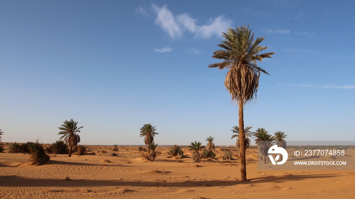 palm trees in the desert