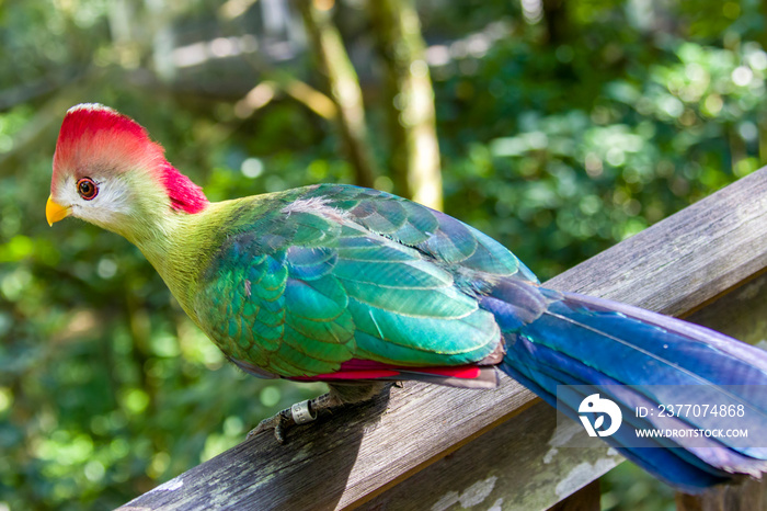 The red-crested turaco (Tauraco erythrolophus) is a turaco, a group of African Otidimorphae birds. It is a frugivorous bird endemic to western Angola.