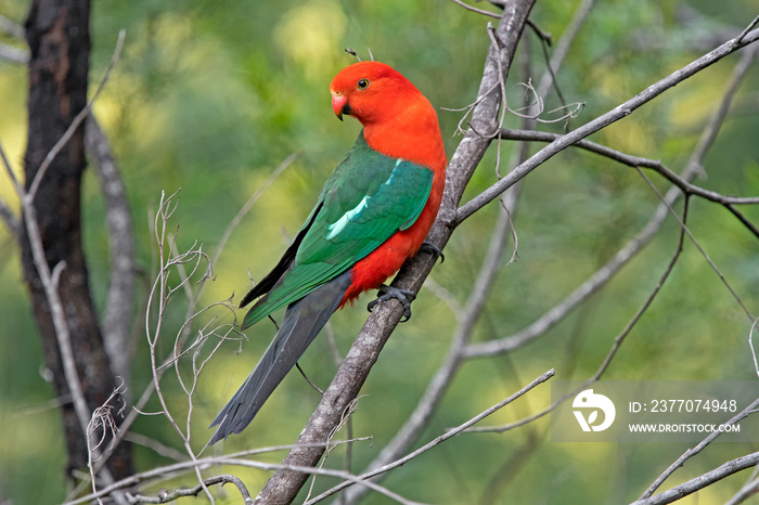 Male king parrot