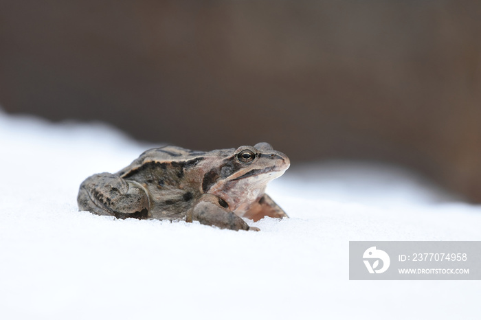 Moor frog (Rana arvalis) in the snow in early spring.