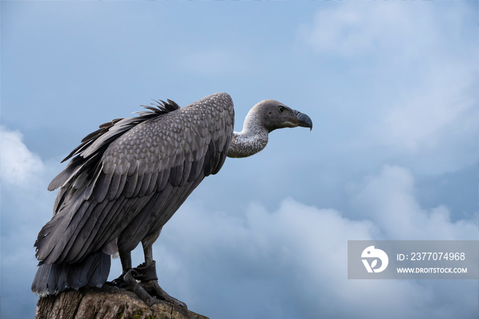 Portrait of a griffon vulture Gyps fulvus sitting on a tree stump