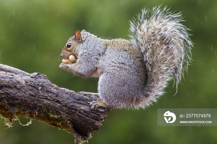 grey squirrel in autumn