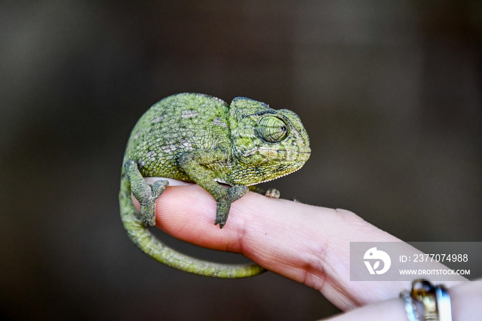 chameleon on hand, photo as background, baby chamaleon