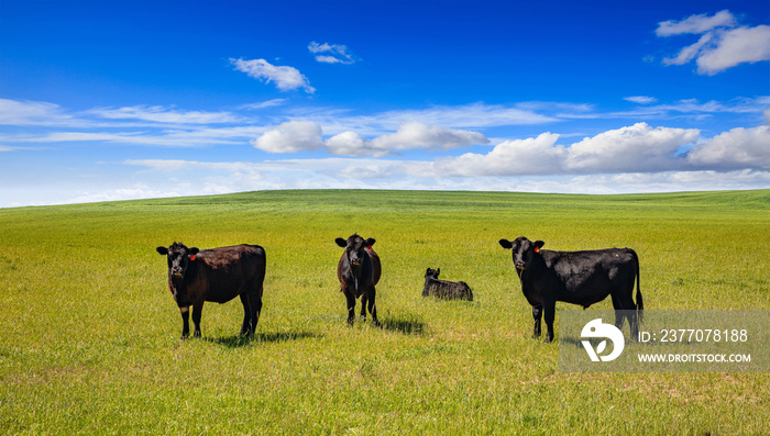 Cows in a pasture, clear blue sky in a sunny spring day, Texas, USA.