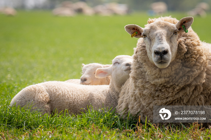 lambs in meadow