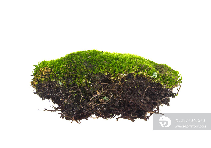 Green moss on white background